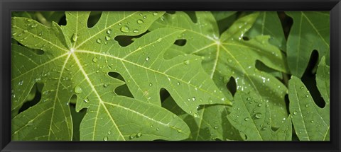 Framed Raindrops on papaya tree leaves, La Digue, Seychelles Print