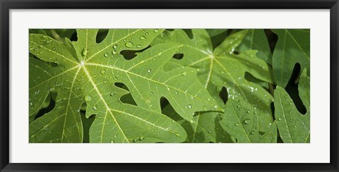 Framed Raindrops on papaya tree leaves, La Digue, Seychelles Print