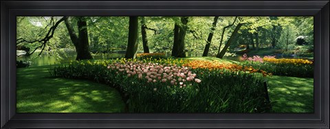 Framed Tulip flowers and trees in Keukenhof Gardens, Lisse, South Holland, Netherlands Print