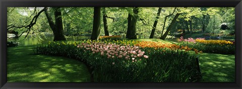 Framed Tulip flowers and trees in Keukenhof Gardens, Lisse, South Holland, Netherlands Print