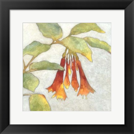 Framed Fuchsia Blooms I Print
