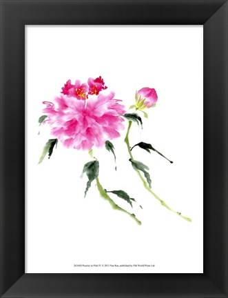 Framed Peonies in Pink IV Print