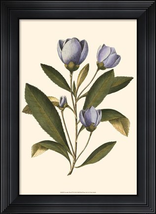 Framed Lavender Floral IV Print