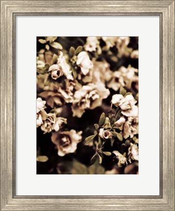 Framed Romantic Roses II Print
