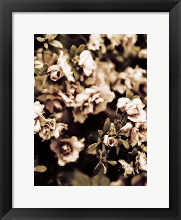 Framed Romantic Roses II Print