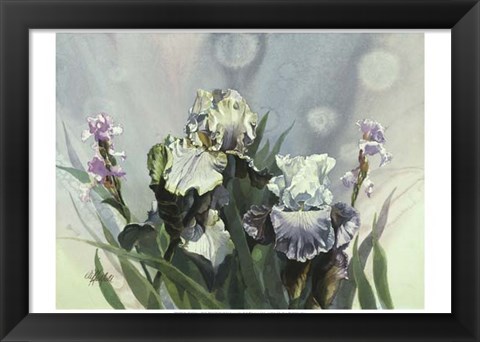 Framed Hadfield Irises III Print