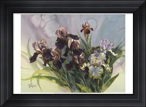 Framed Hadfield Irises IV Print