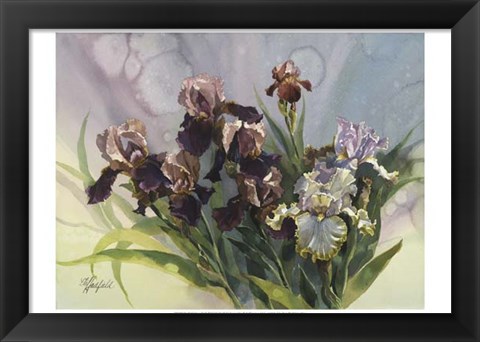 Framed Hadfield Irises IV Print