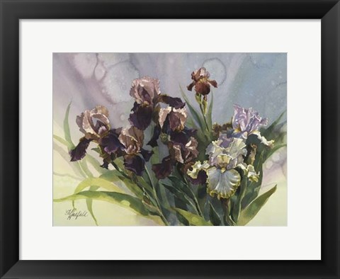 Framed Hadfield Irises IV Print