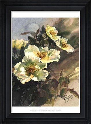 Framed Hadfield Roses I Print