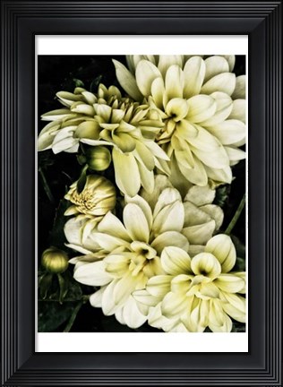 Framed Lemon Dahlias I Print