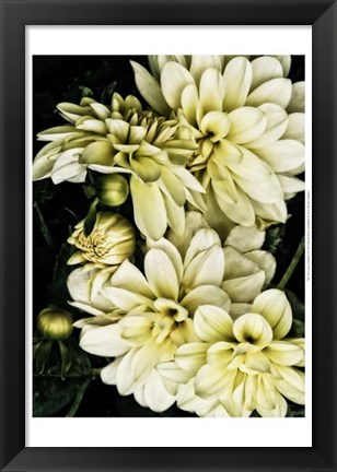 Framed Lemon Dahlias I Print