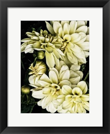 Framed Lemon Dahlias I Print