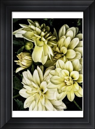 Framed Lemon Dahlias II Print