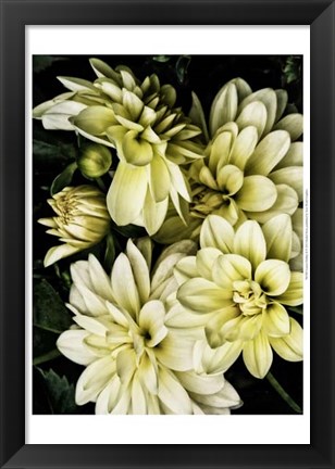 Framed Lemon Dahlias II Print