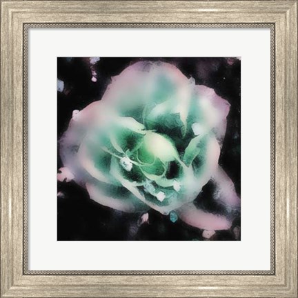 Framed Evening Rose I Print