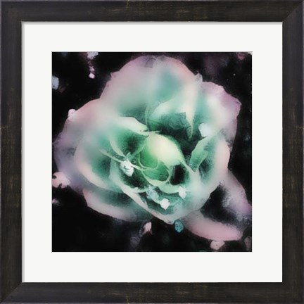 Framed Evening Rose I Print