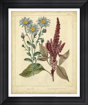Framed Garden Flora I Print