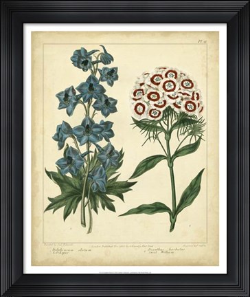 Framed Garden Flora II Print