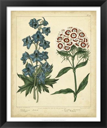 Framed Garden Flora II Print