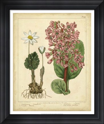 Framed Garden Flora III Print