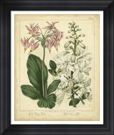 Framed Garden Flora IV Print