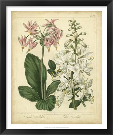 Framed Garden Flora IV Print