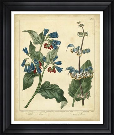 Framed Garden Flora V Print