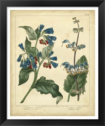 Framed Garden Flora V Print