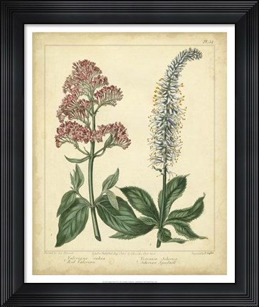 Framed Garden Flora VI Print