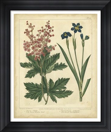 Framed Garden Flora VII Print