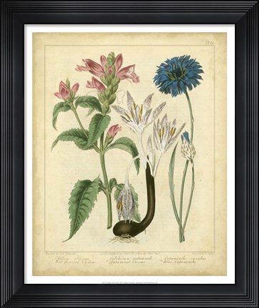 Framed Garden Flora VIII Print