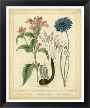 Framed Garden Flora VIII Print