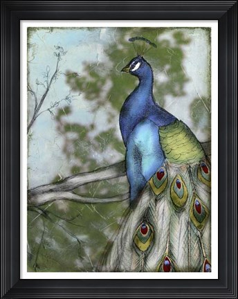 Framed Peacock Reflections I Print