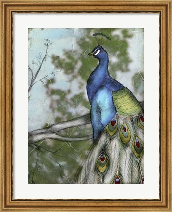 Framed Peacock Reflections I Print