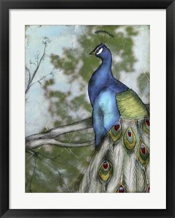 Framed Peacock Reflections I Print