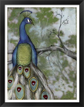 Framed Peacock Reflections II Print