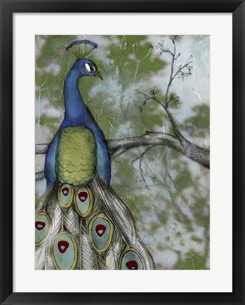 Framed Peacock Reflections II Print