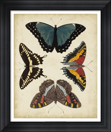 Framed Display of Butterflies I Print