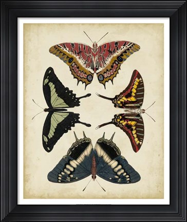 Framed Display of Butterflies II Print