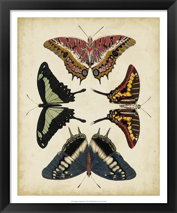 Framed Display of Butterflies II Print