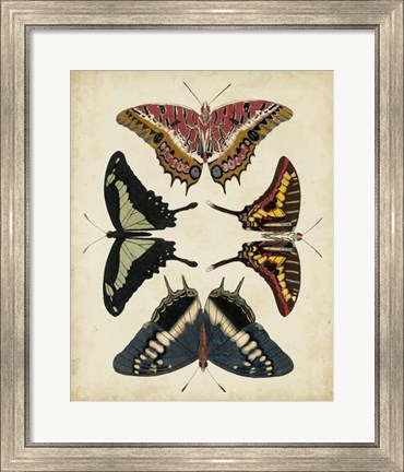 Framed Display of Butterflies II Print