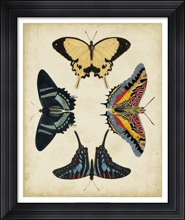 Framed Display of Butterflies III Print