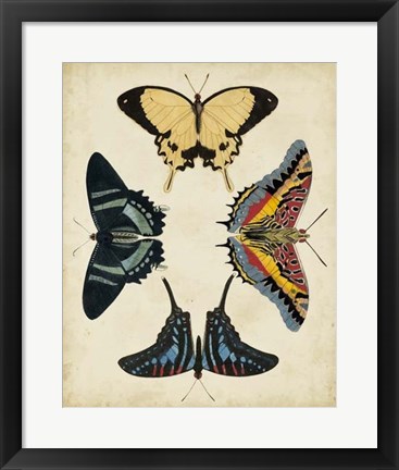 Framed Display of Butterflies III Print