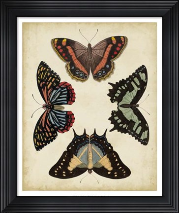 Framed Display of Butterflies IV Print