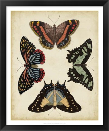 Framed Display of Butterflies IV Print