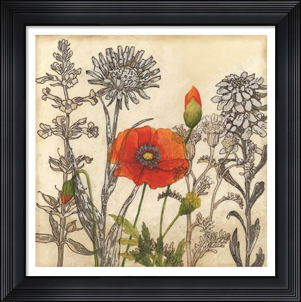 Framed Emerging Poppy Print