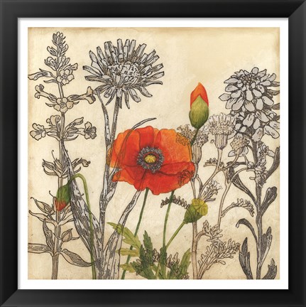 Framed Emerging Poppy Print