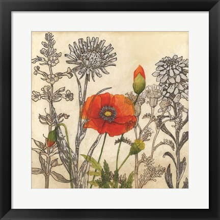 Framed Emerging Poppy Print