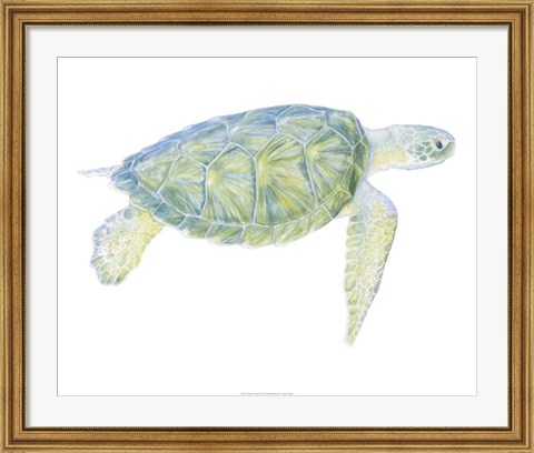 Framed Tranquil Sea Turtle I Print